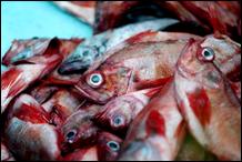 demersal fish species