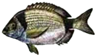 Common two-banded sea bream