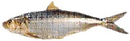 sardinella