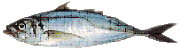 Atlantic Horse mackerel