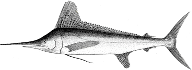 Atlantic white marlin