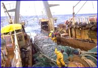 pelagic net full of fish